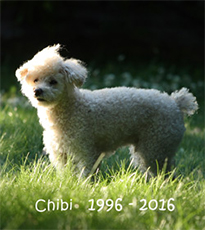 chibi 1996 - 2016